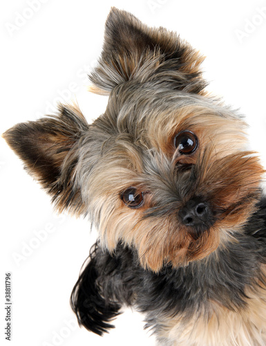 Foto: portrait of Yorkshire Terrier in front portrait of Yorkshire Terrier in front