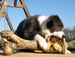 Pet-food
