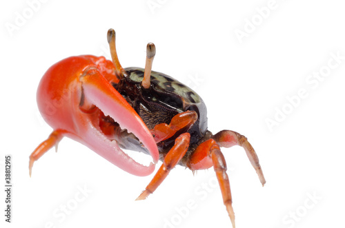 Photo: fiddler crab fiddler crab