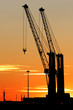 Coppia di gru al tramonto