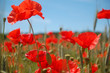 summer poppy meadow
