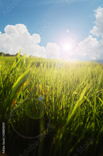 Foto: fresh grass in morning light fresh grass in morning light