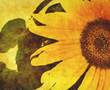 old sunflower