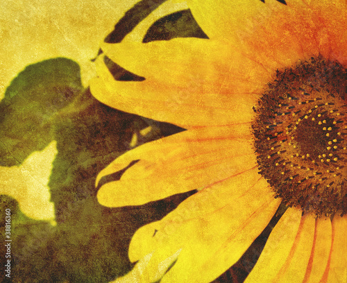 Photo: old sunflower old sunflower