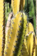 Guadeloupe - Jardin Botanique