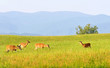 Wild deer at Cades Cove valley in Smoky Mountains