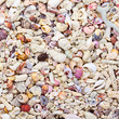 Tropical background with sea shells, coral and sand