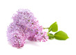 lilac branch isolated on white background lilac branch isolated on white background