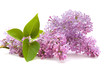 lilac branch isolated on white background lilac branch isolated on white background