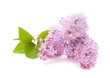lilac branch isolated on white background lilac branch isolated on white background
