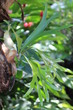 Guadeloupe - Jardin Botanique