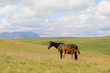 Maluti Ponies