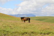 Maluti Horses