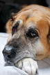 vecchio cane riposa