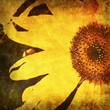 vintage sunflower photo