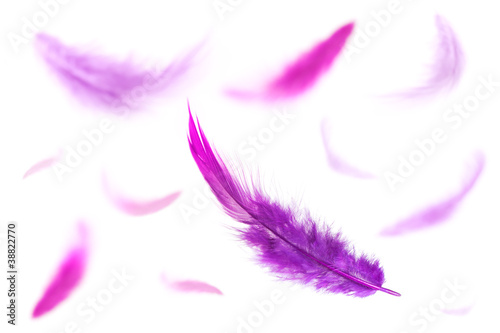 Photo : Purple Feathers Purple Feathers
