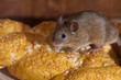 Foto: Mouse in the kitchen Mouse in the kitchen