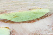 Pamukkale basins