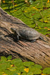 Turtle sitting Turtle sitting