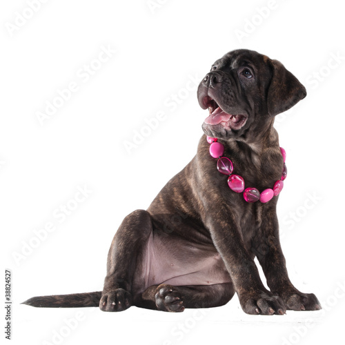 Photo: Cute puppy with pink beads Cute puppy with pink beads