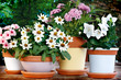 Terracotta colorata