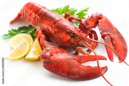 Photo: Lobster Lobster