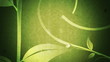 Video: Vines & Leaves Growing (Grunge Flourish) Vines & Leaves Growing (Grunge Flourish)