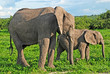 Mother and baby african elephants, Botswana.