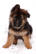 German Shepherd puppy