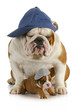 dog father and son