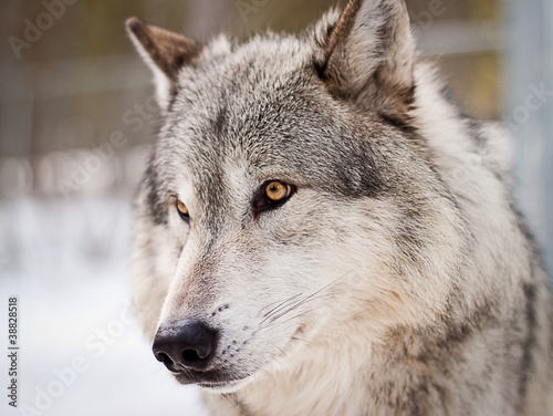 Photo: wolf portrait wolf portrait