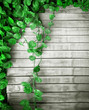 evergreen spread background