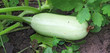 Vegetable marrow