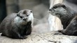 Video: Otter Otter