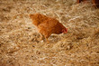 Gallina