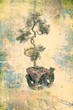 bonsai tree on grungy textured old paper