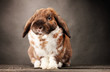 Lop-eared rabbit on grey background