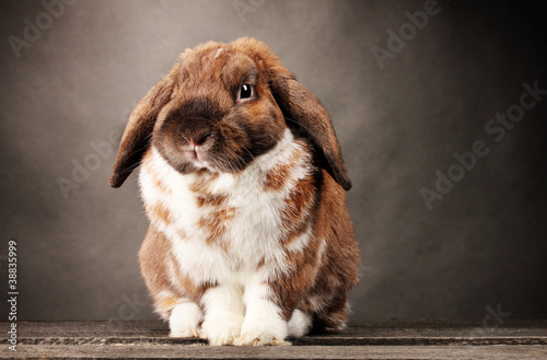 Photo: Lop-eared rabbit on grey background Lop-eared rabbit on grey background