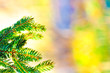 Photo: christmas fir tree on pastel background christmas fir tree on pastel background
