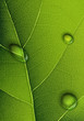 Water drops on green leaf. Vector background.