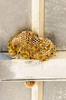 wasp