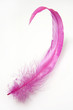 feather