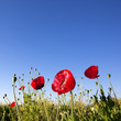 Red Poppy flowers with blue sky background Red Poppy flowers with blue sky background