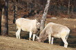 Two addax antelopes feeding on meadow