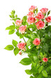 Bush with pink roses and green leafes