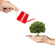 hand watering a tree on another hand