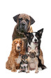 Foto: five dogs five dogs