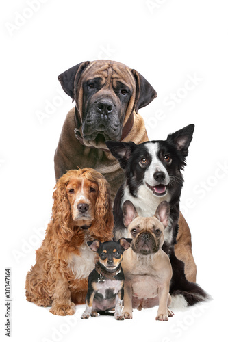 Photo: five dogs five dogs
