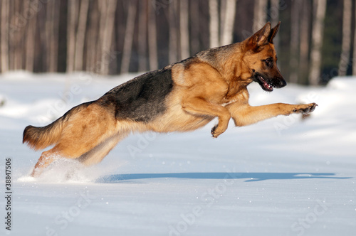 Photo: purebred german shepherd jumps and runs in the snow purebred german shepherd jumps and runs in the snow