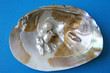 Shell Shell